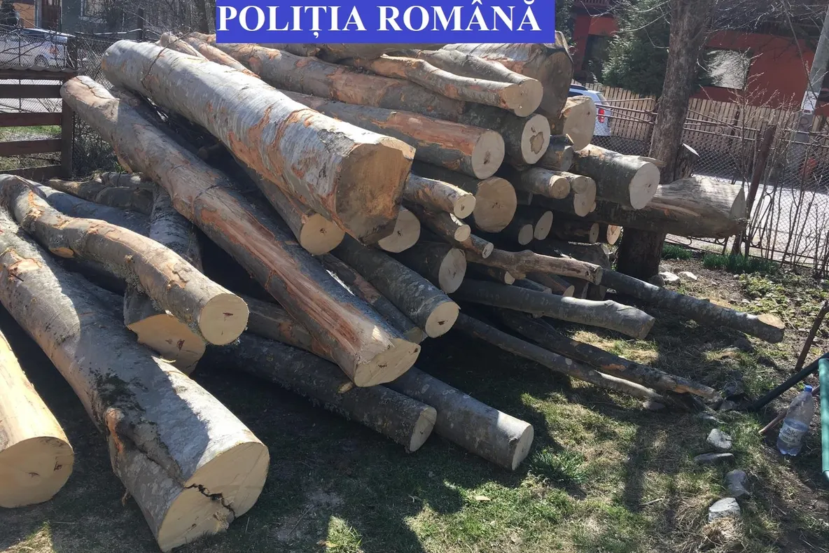 Lemn confiscat de polițiștii din Arieșeni