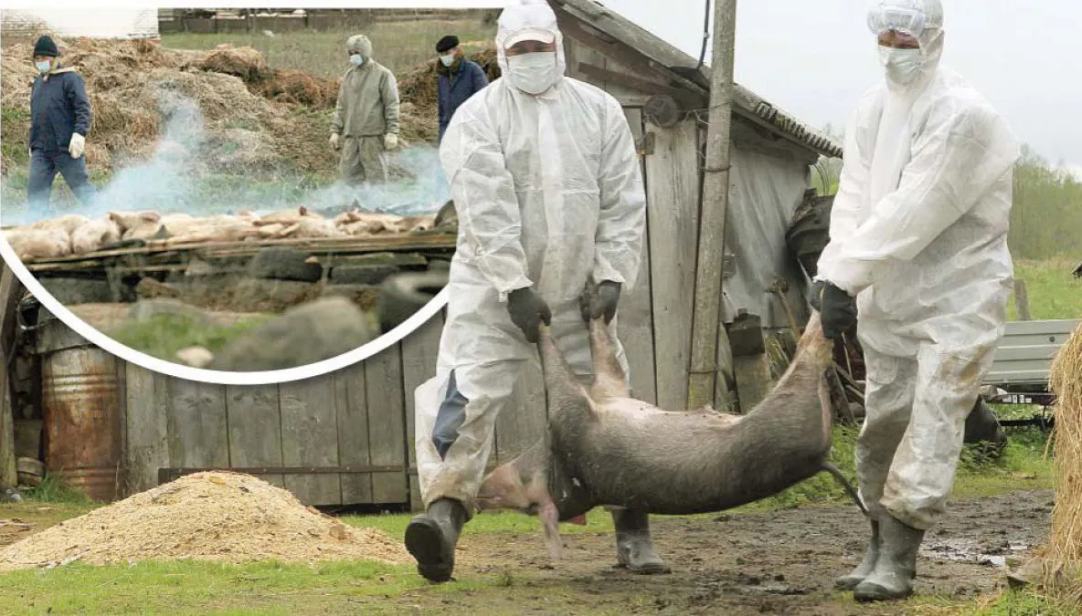 Prezența virusului Pestei Porcine Africane confirmată în Alba