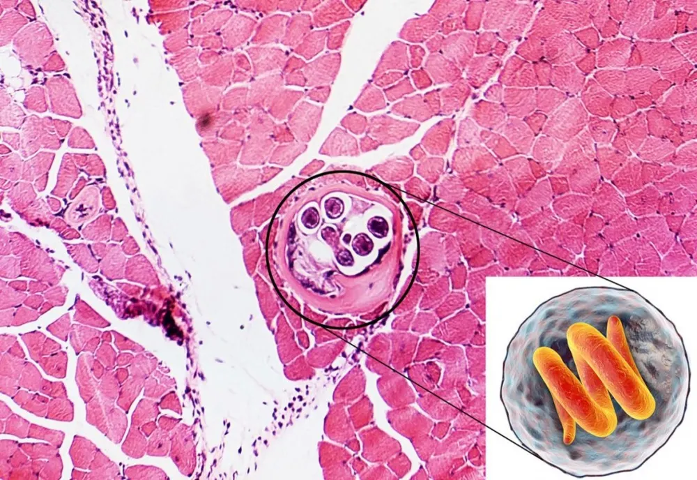 Atenție la pericolul reprezentat de Trichinella! În Alba au fost identificate 5 probe pozitive de Trichinella spp.