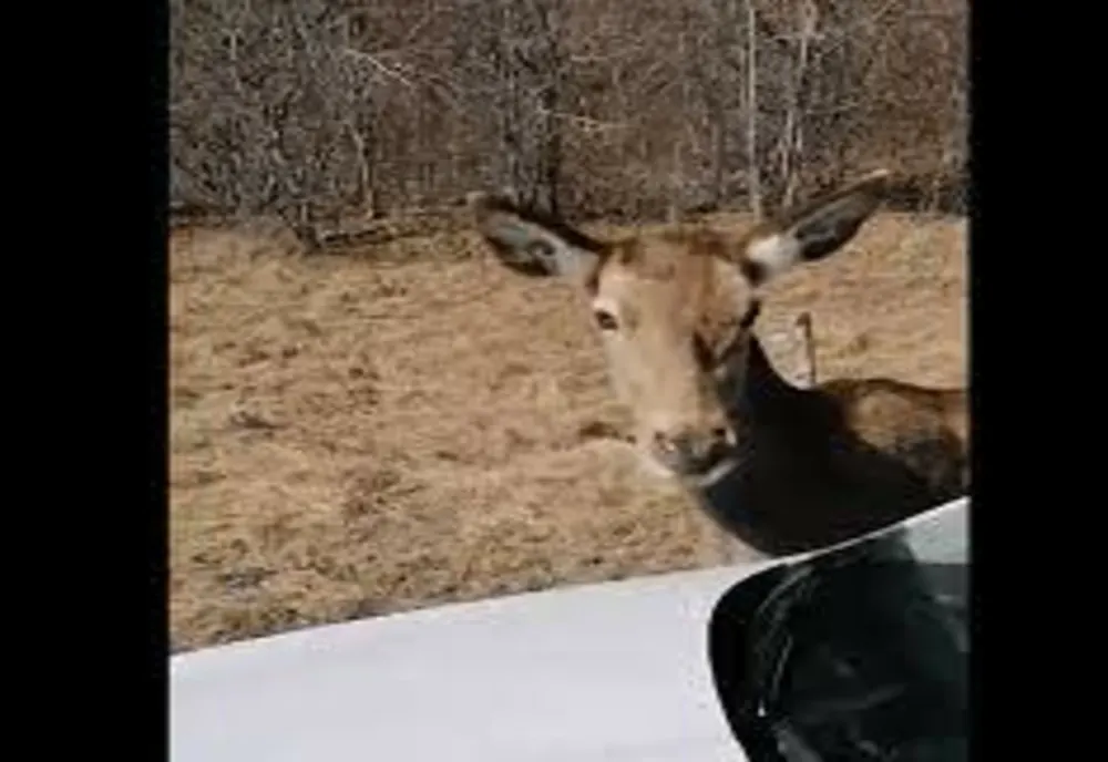 O căprioara a devenit „vedetă” pe Valea Arieșului. Se lasă mangâiată și fotografiată de turiști (VIDEO)
