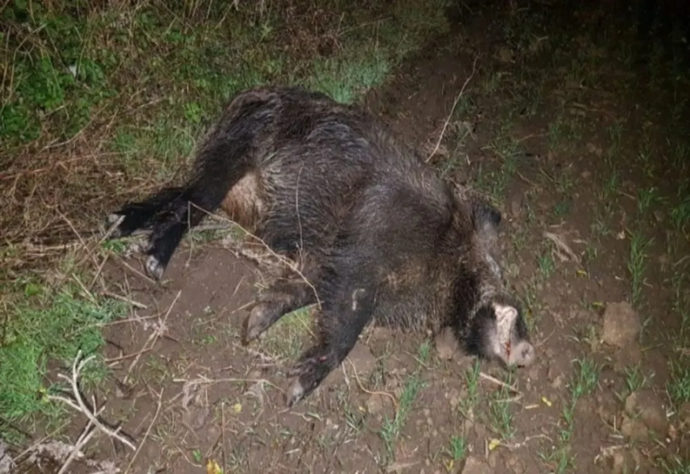 Caz de pestă porcină africană, depistat la un mistreț împușcat pe un fond de vânătoare din Alba