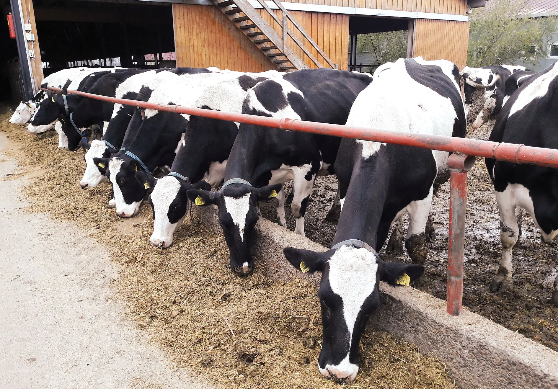 holstein_2
