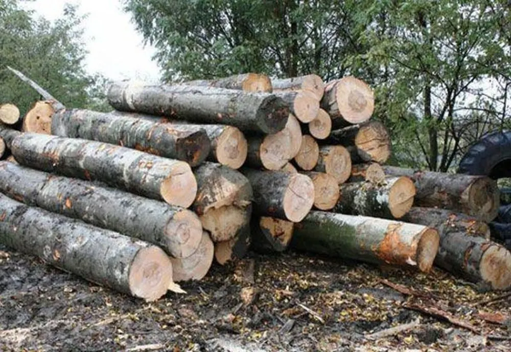 Scutul Pădurii : 13 metri cubi de material lemnos, confiscat în urma unui control în trafic.