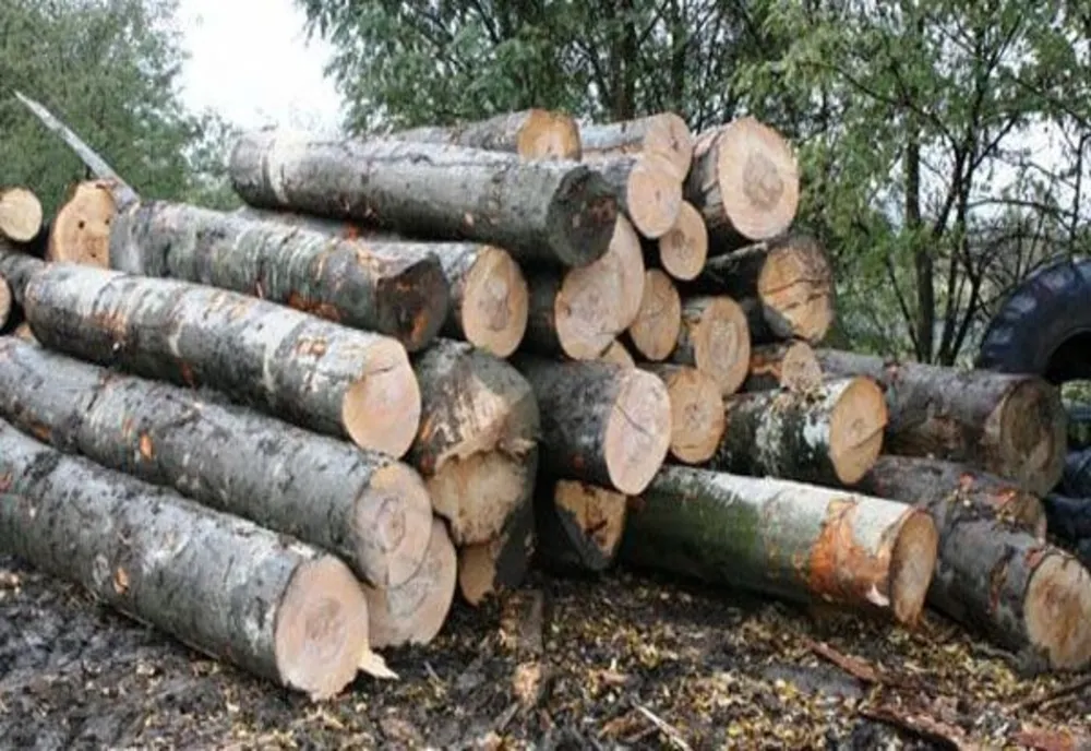 Amenzi de 13.000 de lei și 142 de metri cub de material lemnos confiscat