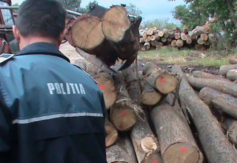 Material lemnos, confiscat. Făptașii, căutați de polițiști