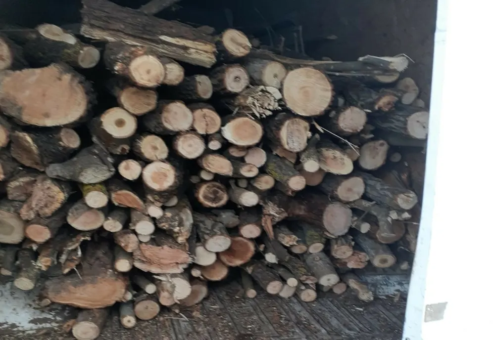 Controale pentru combaterea tăierilor ilegale de arbori