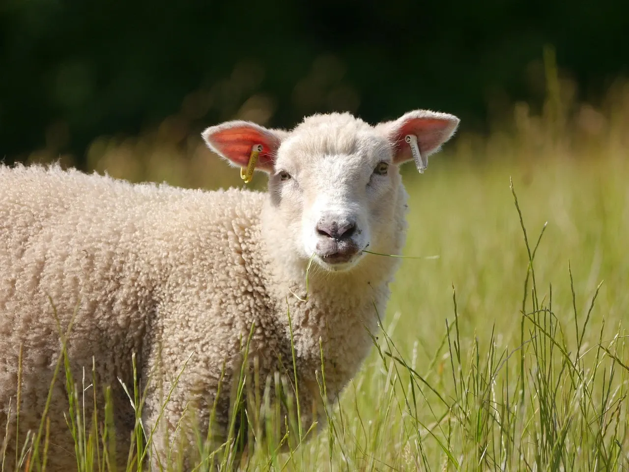 Restricții ovine