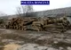 Scutul pădurii a confiscat 53 de metri cubi de lemn