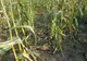 Culturi agricole distruse de mistreți, în Valea Lungă. Disperare în rândul agricultorilor