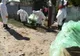 Măsuri pentru combaterea Pestei Porcine Africane la mistreț și sfaturi pentru crescătorii de porci.