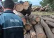 Polițiștii din Apuseni au confiscat 20 de metri cubi de material lemnos