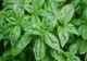 Busuiocul te ajută să slăbeşti repede şi natural. Cum scapi de kilogramele în plus cu ajutorul acestei plante