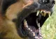 Câinele unui albaiulian a murit după ce a fost atacat de un maidanez