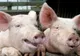  Primul caz de trichineloză depistat la un porc sacrificat în gospodărie 