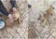 Reacția unui cățel din Alba Iulia după cutremurul de luni: Animalul a tras o sperietură groaznică