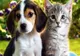 Singurul animal din lume care știe să MINTĂ. Toți îl consideră prostuț, dar e mai deștept decât credeai!